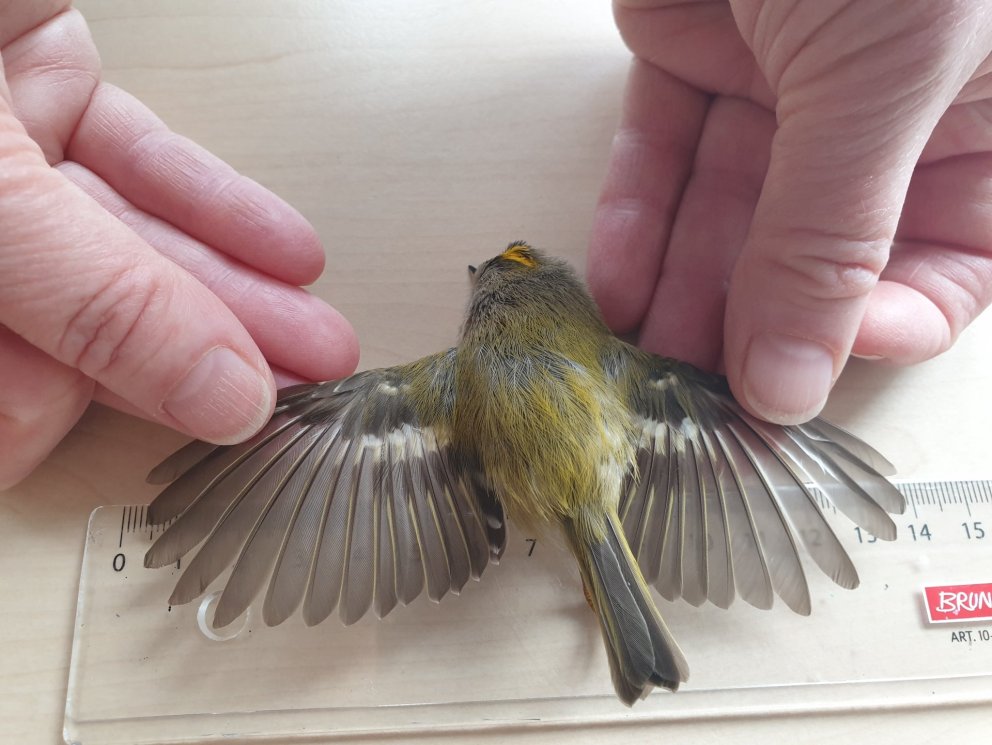 Sjaldgæfur fugl týnir lífinu