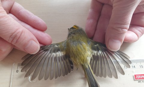 Sjaldgæfur fugl týnir lífinu